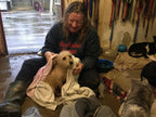 Support our Dogs